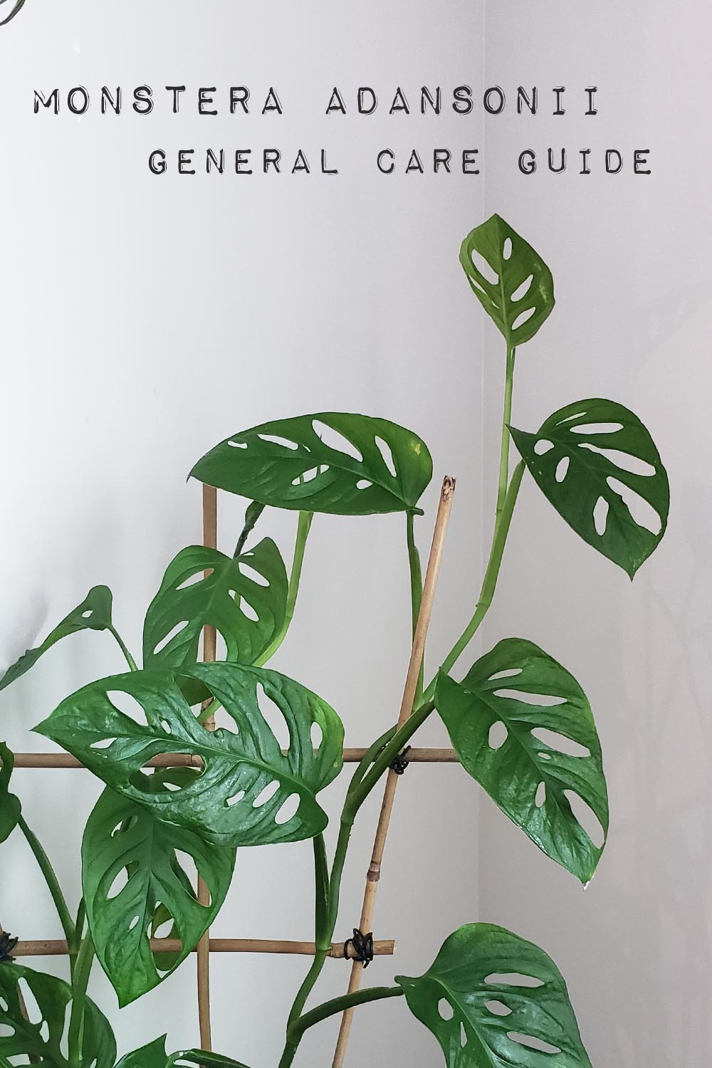 Addressing Outward Growth in Monstera Plants