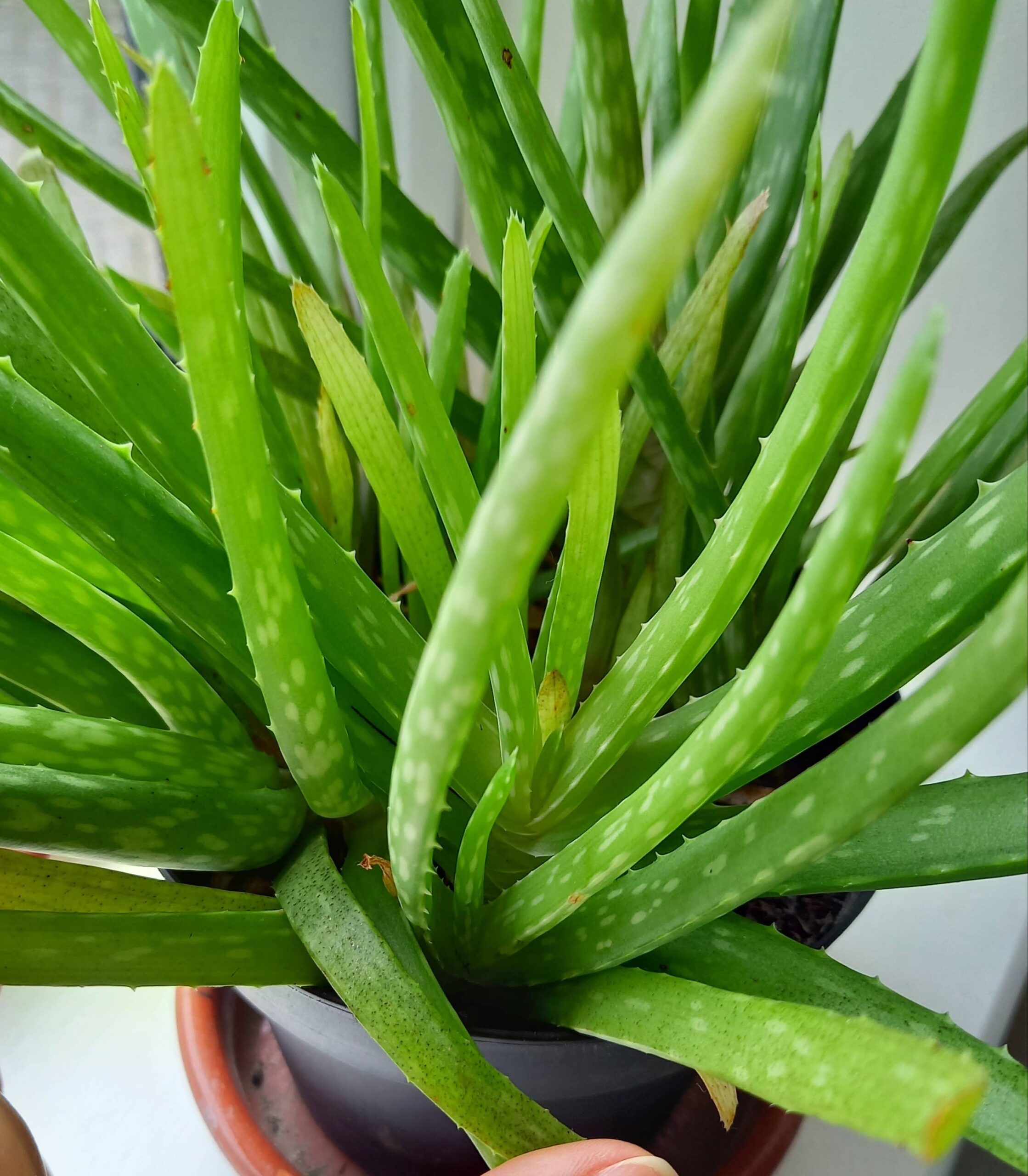 Aloe Vera Leaves Turning Yellow: What to Do