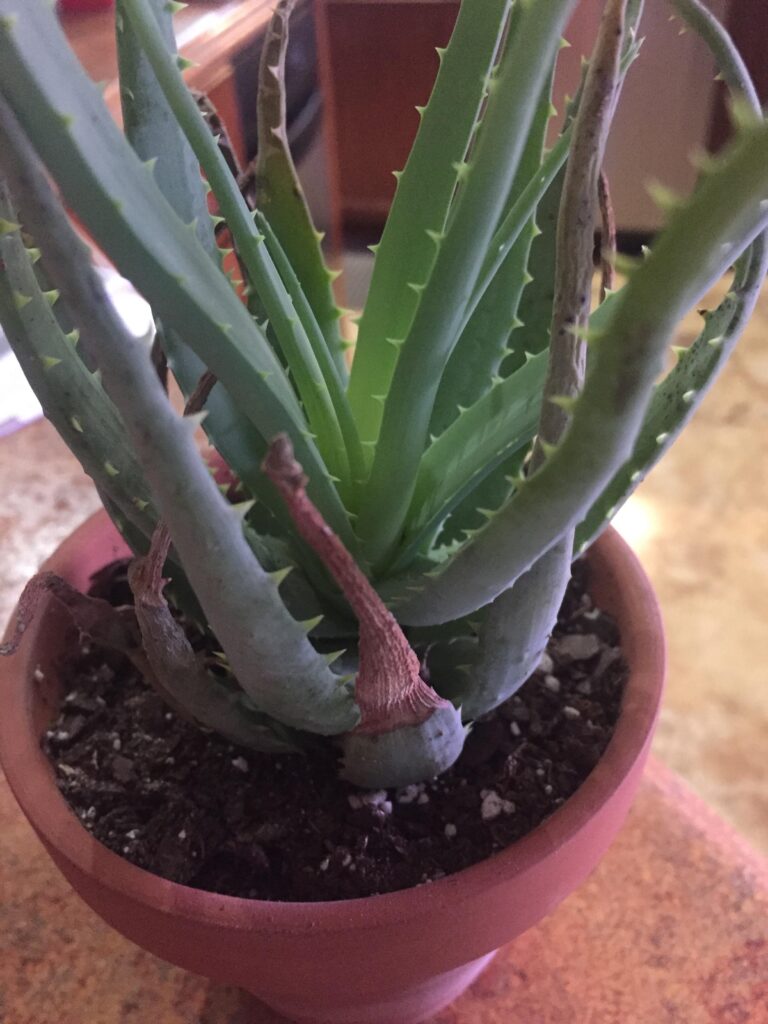 Aloe Vera Plant Brown Tips: Causes and Solutions