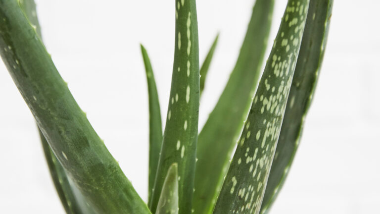 Aloe Vera Plant Flower: Blooming and Care Tips