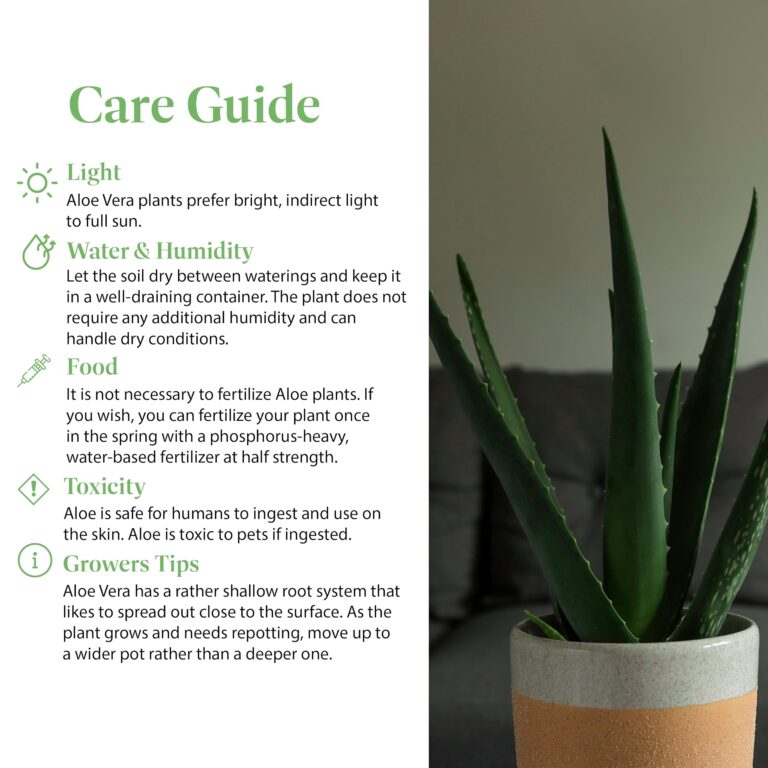 Aloe Vera Plant Price Guide: What to Expect