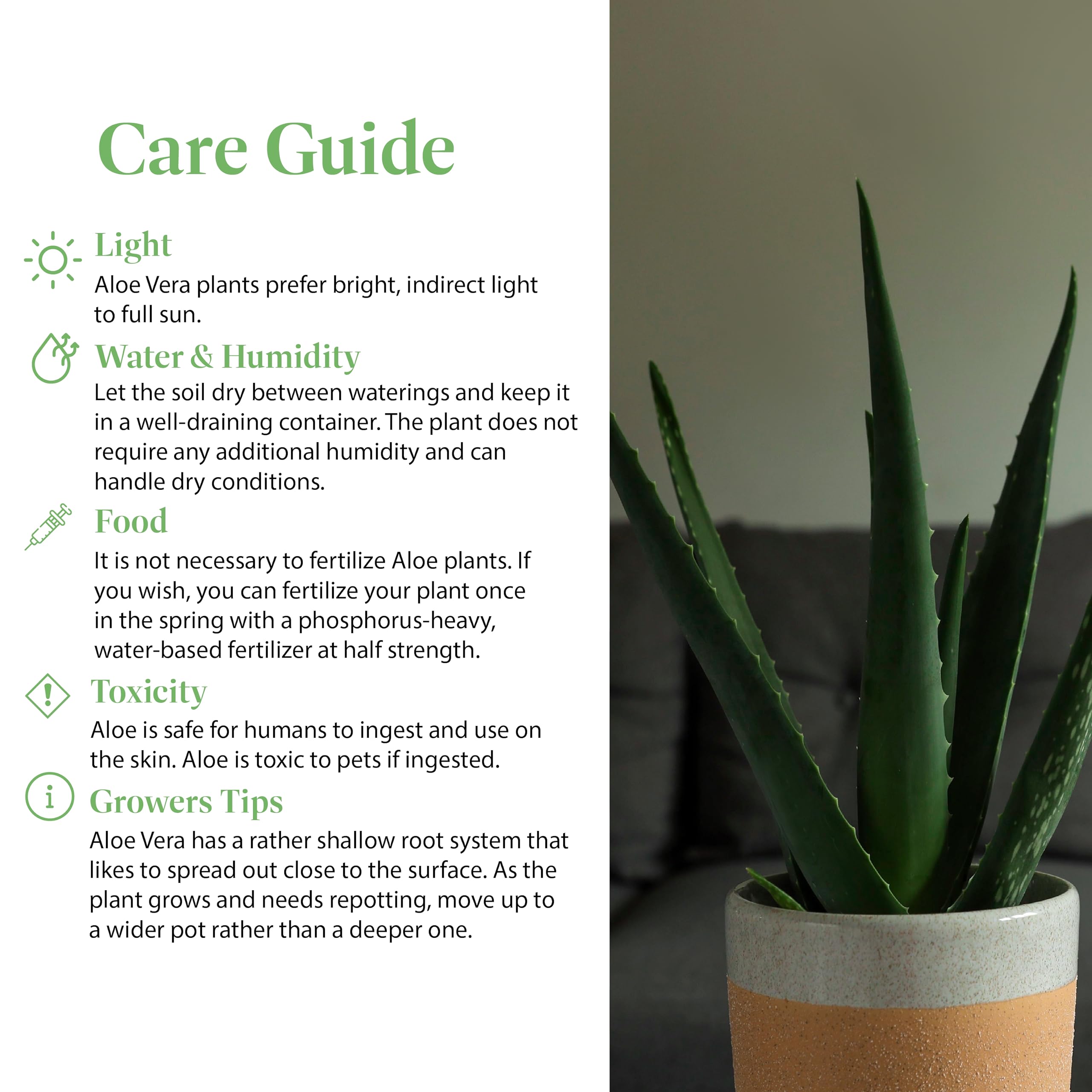 Aloe Vera Plant Price Guide: What to Expect