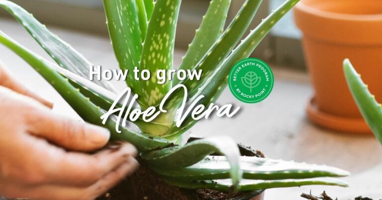 Aloe Vera Plant Temperature Tolerance Explained