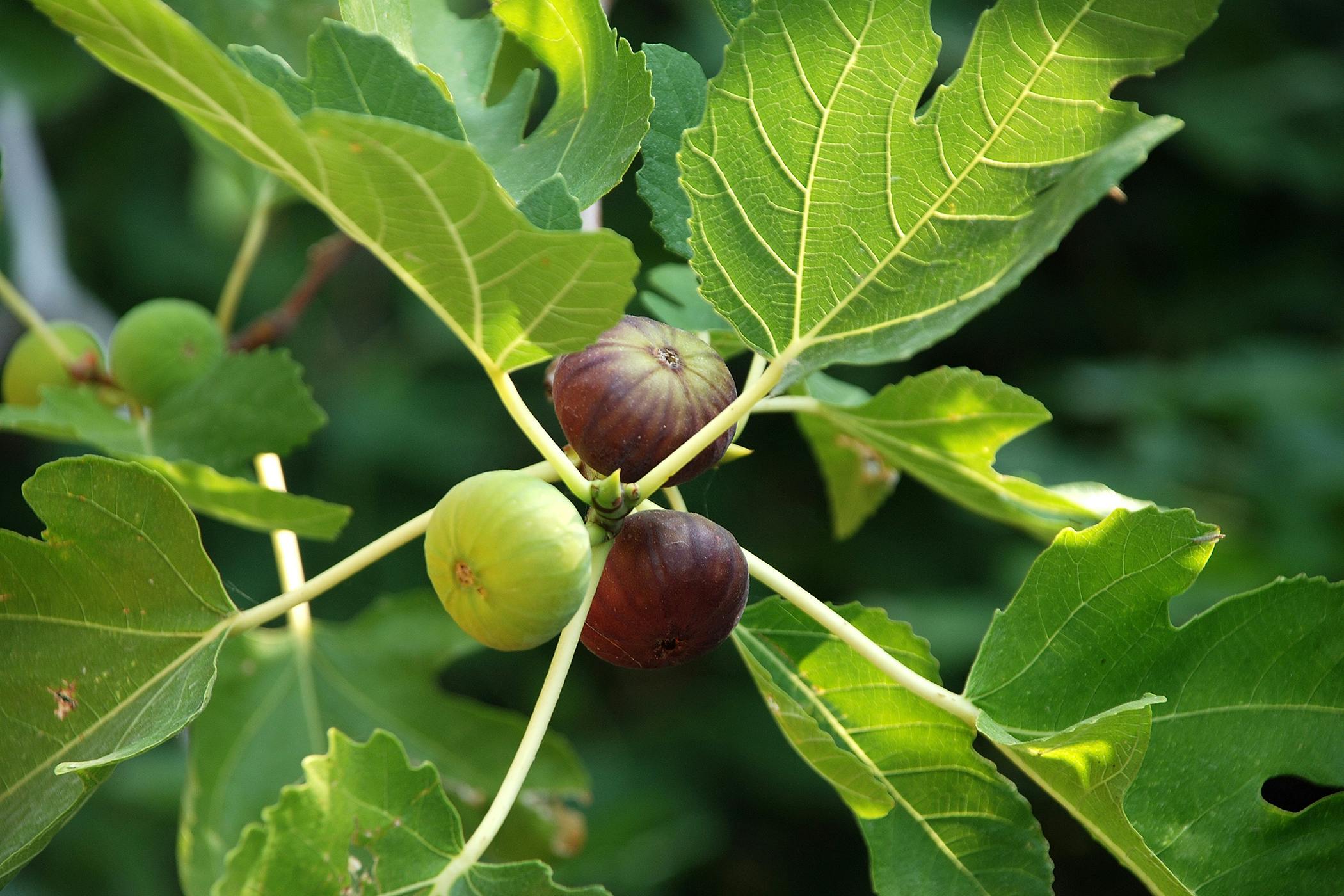 Are Fiddle Leaf Fig Trees Safe for Cats?