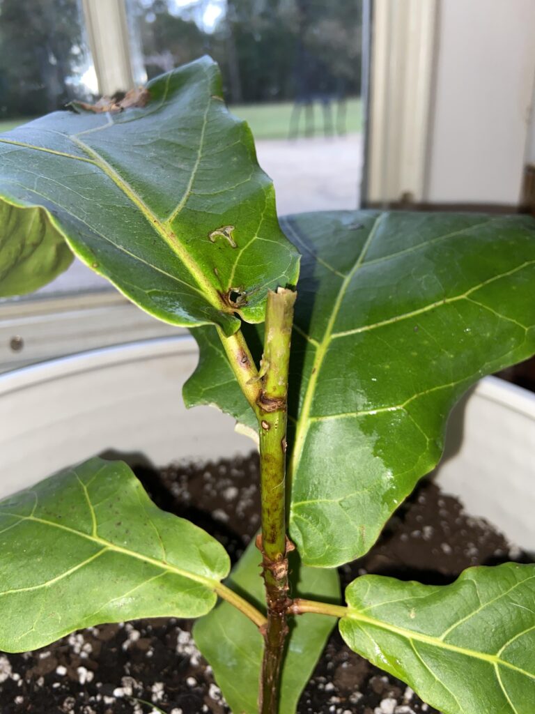 Are Fiddle Leaf Fig Trees Toxic to Dogs?