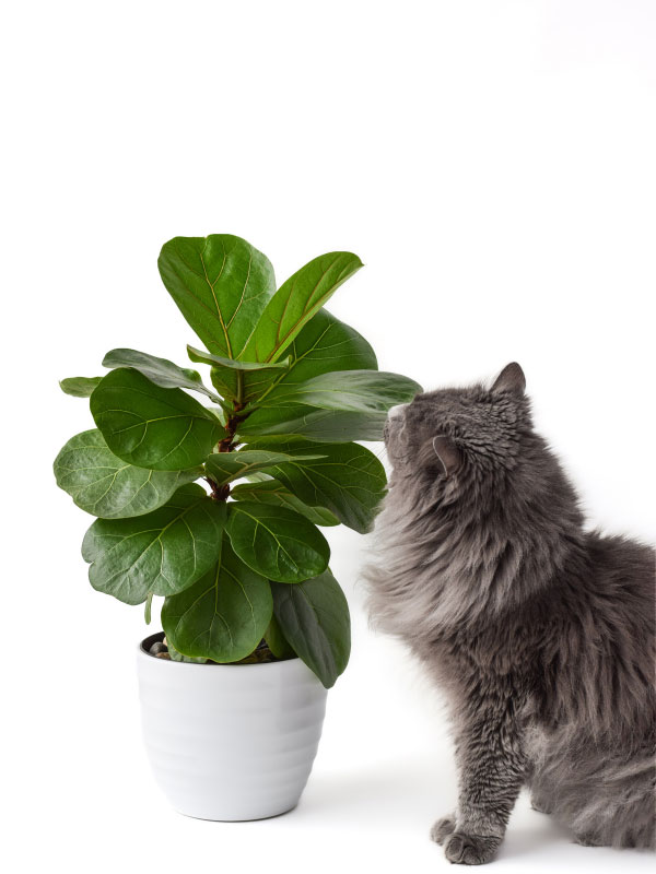 Are Fiddle Leaf Fig Trees Toxic to Pets?