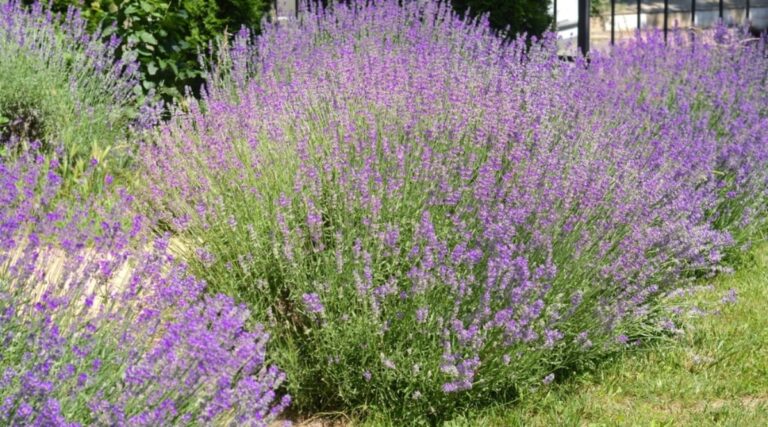 Are Lavender Plants Perennials? Lifecycle Guide