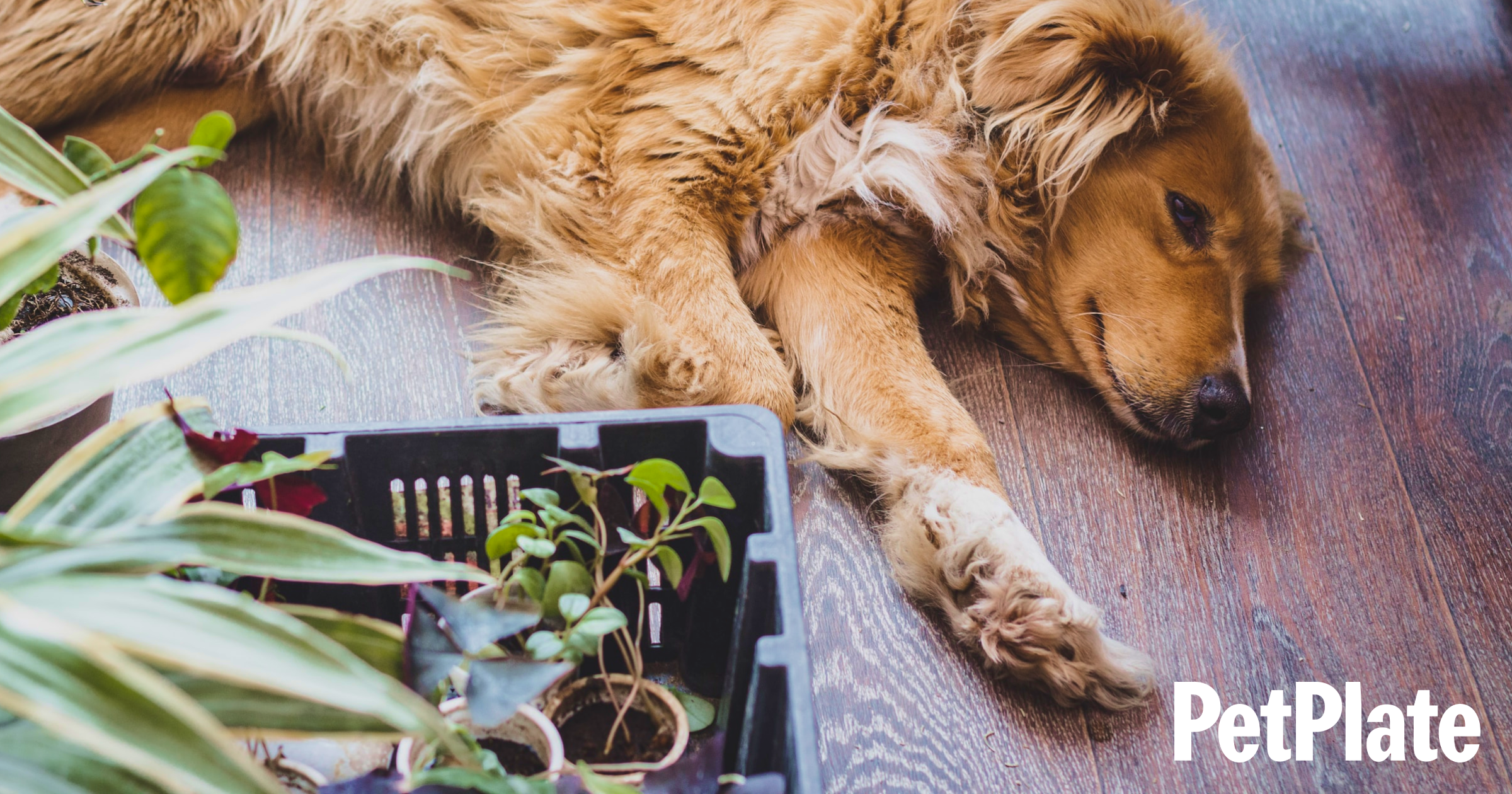 Are Lavender Plants Toxic to Dogs? Pet Safety Guide