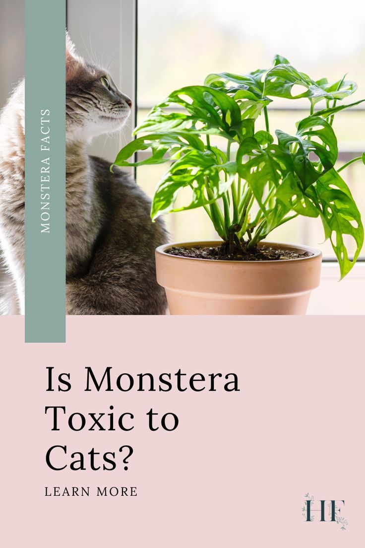 Are Monstera Plants Toxic to Cats?