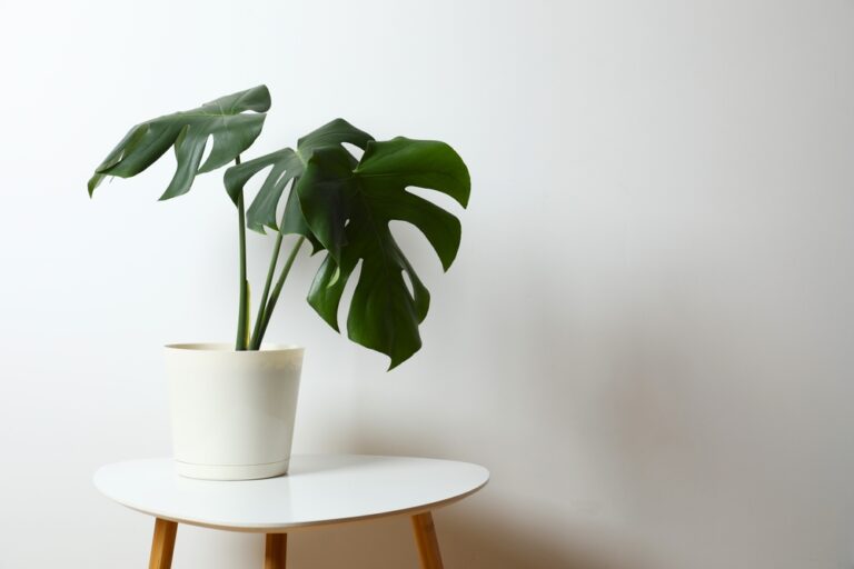 Are Monstera Plants Toxic to Dogs?