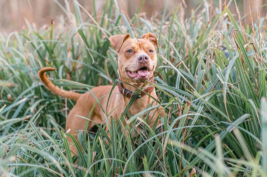 Are Peace Lilies Harmful to Dogs? Facts & Tips