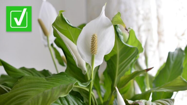 Are Peace Lilies Toxic to Cats? Safety Guide