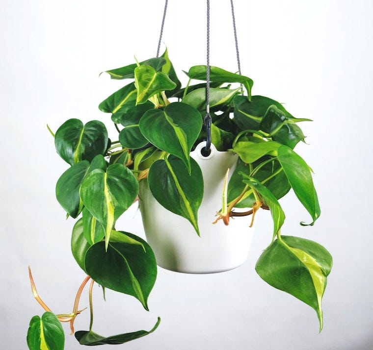 Are Philodendron Plants Toxic to Cats?