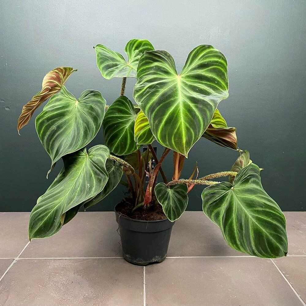 Are Philodendron Plants Toxic to Dogs?