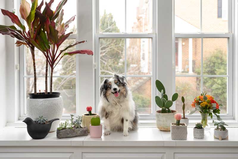 Are Pothos Plants Poisonous to Dogs? Facts