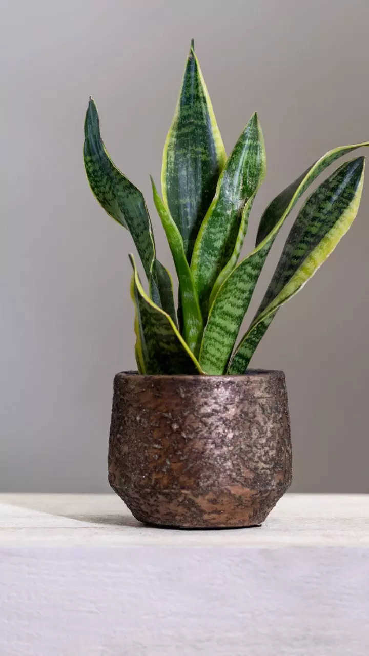 Are Snake Plants Toxic to Dogs? What to Know