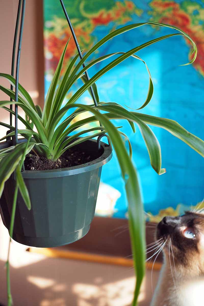 Are Spider Plants Toxic to Cats? Safety Insights