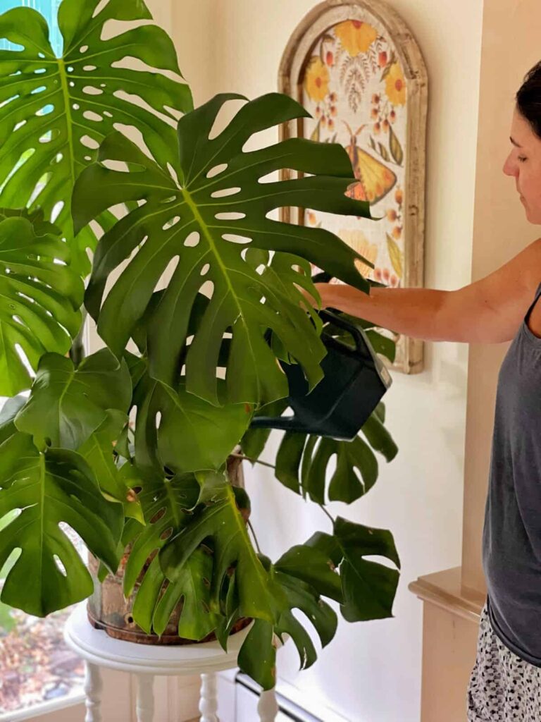 Benefits of Having a Monstera Plant Indoors