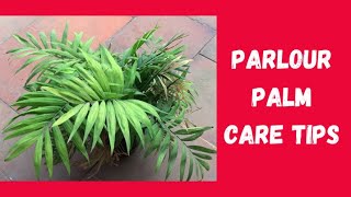 Best Fertilizer for Parlor Palm Care: Top Tips