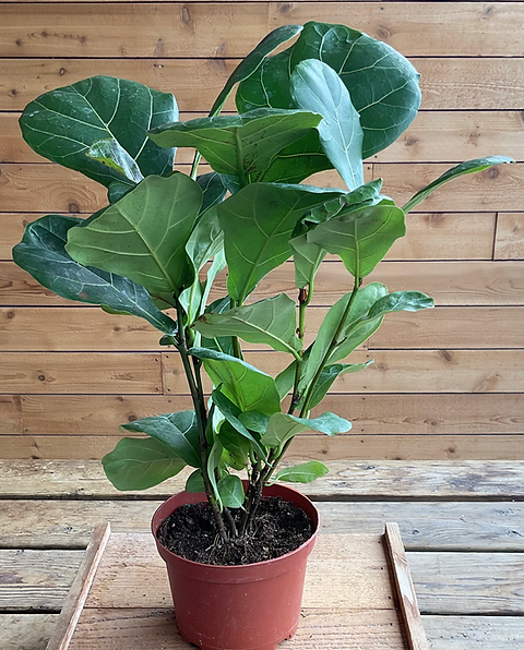 Best Fertilizers for Fiddle Leaf Fig Trees