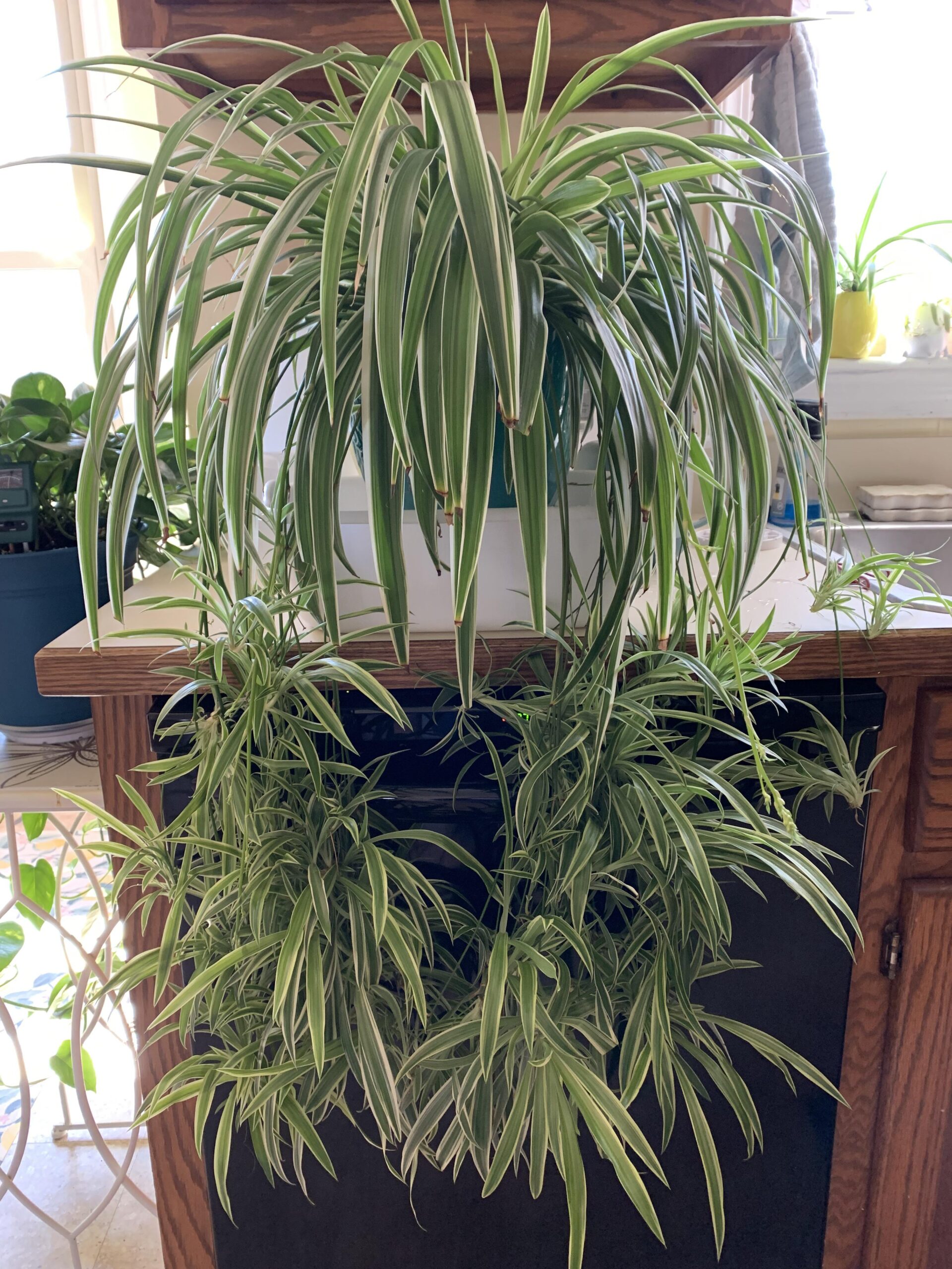 Best Fertilizers for Thriving Spider Plants