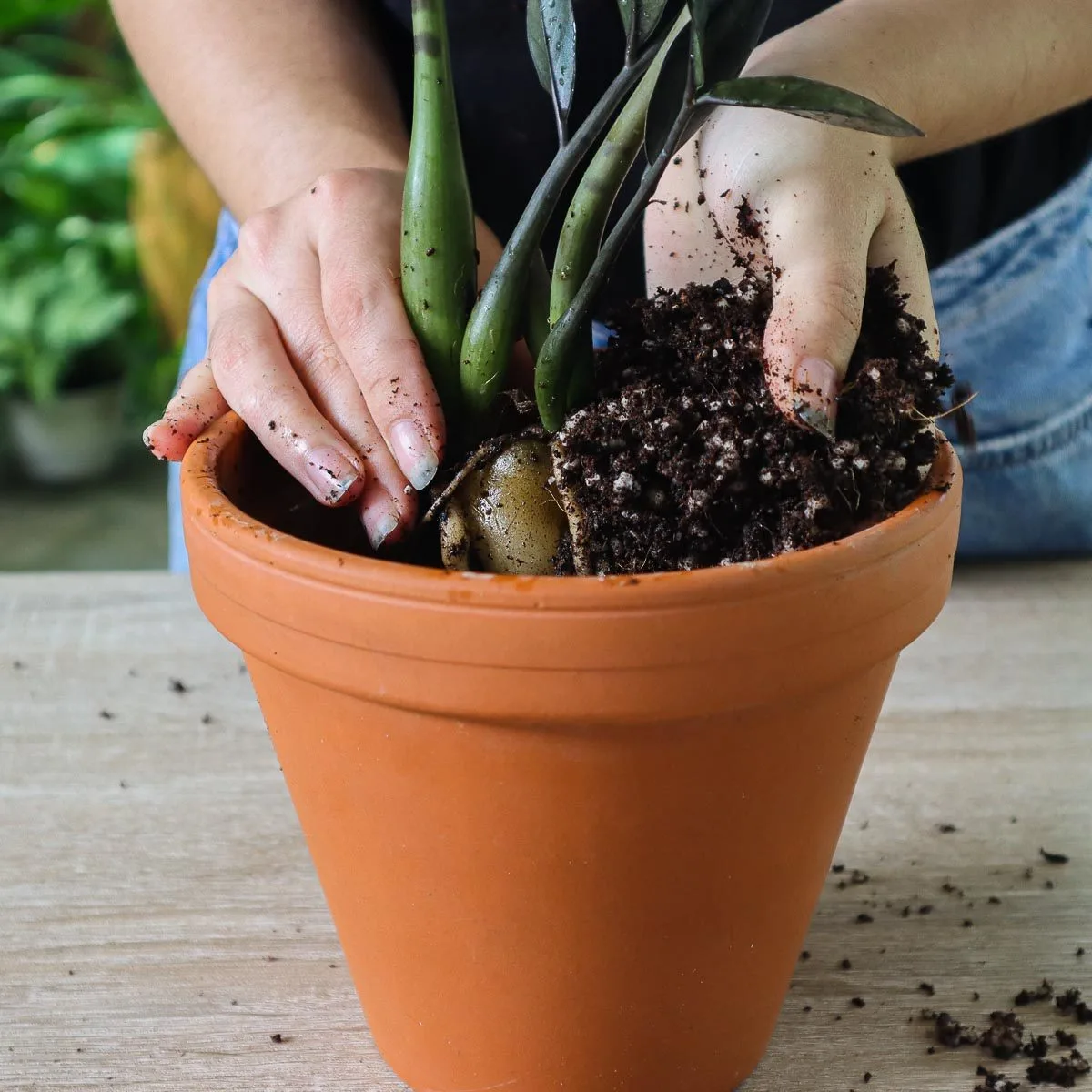 Best Potting Soil Mix for ZZ Plants