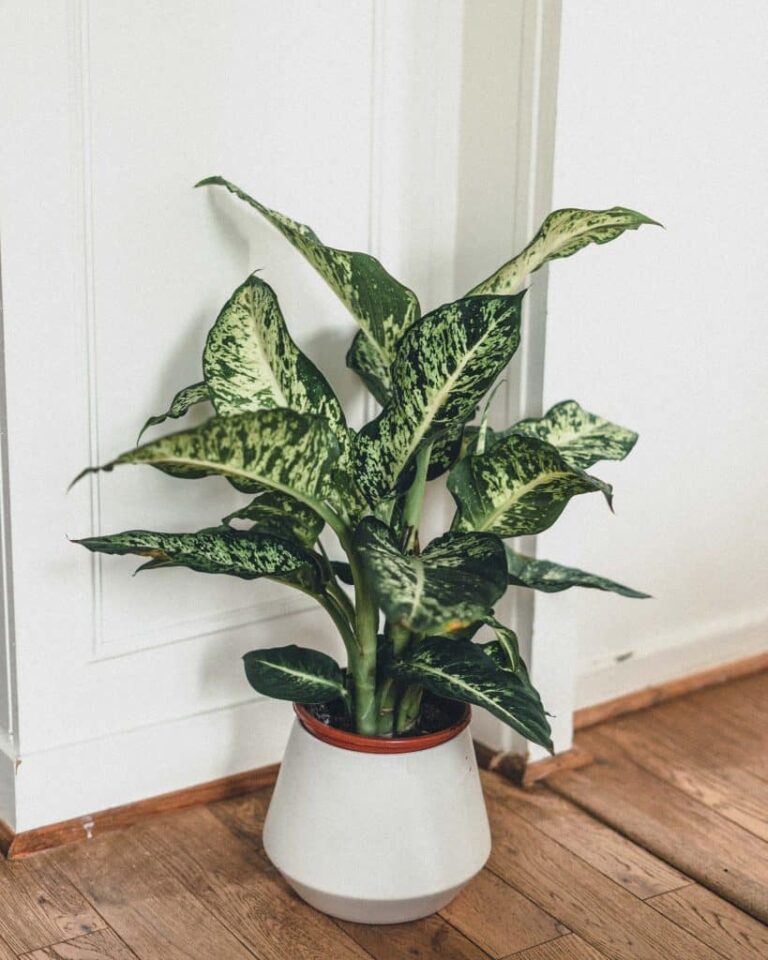 Best Soil for Dieffenbachia: Tips for Healthy Roots