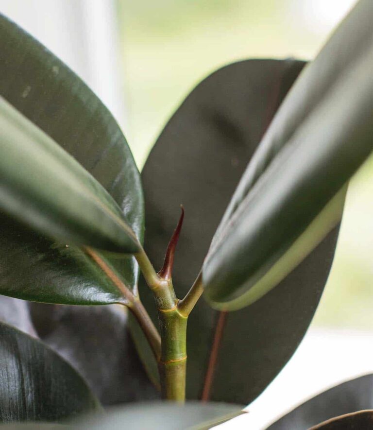 Best Soil for Rubber Plants: A Comprehensive Guide