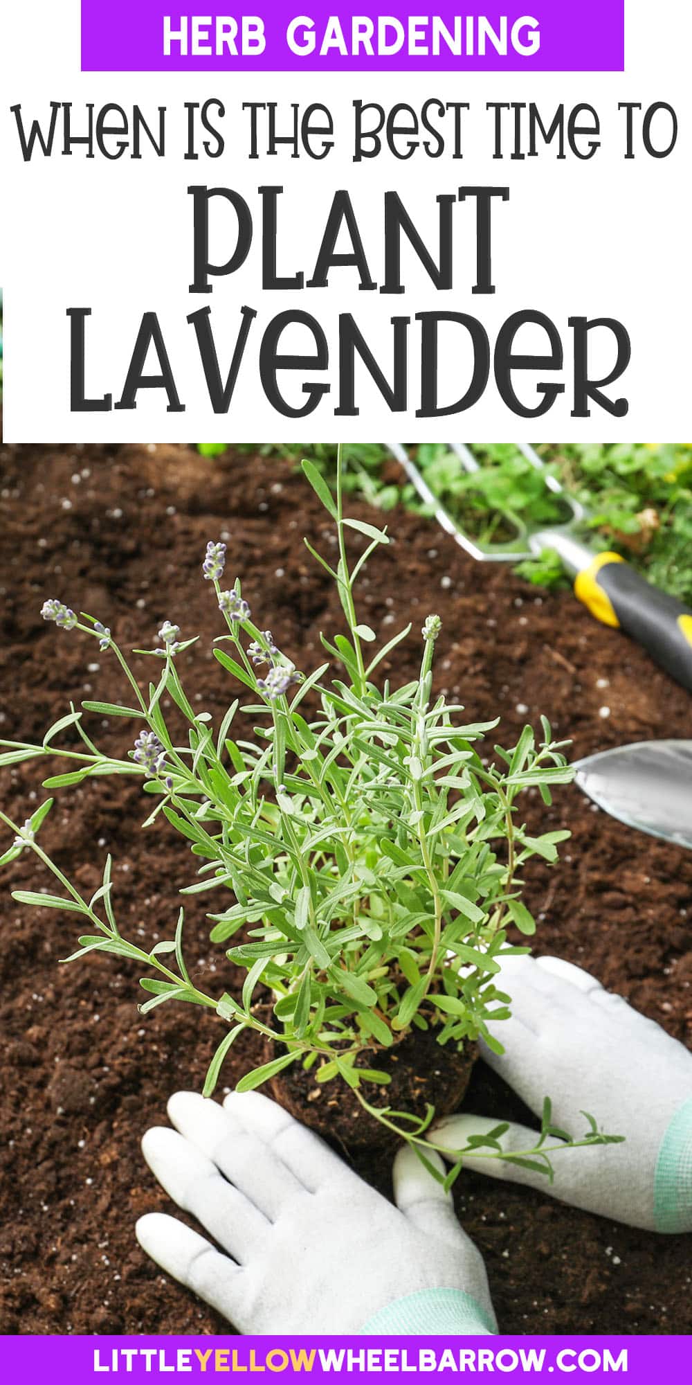 Best Time to Plant Lavender: Seasonal Guide