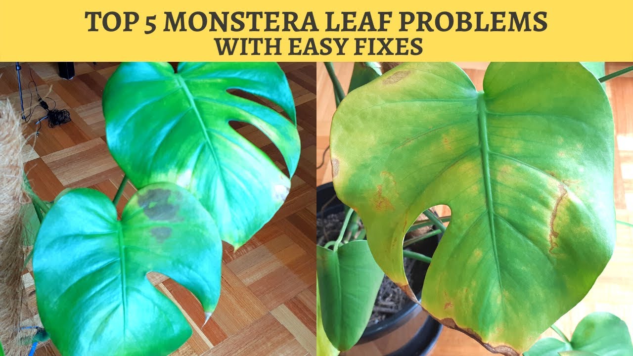 Black Leaves on Monstera: Causes and Fixes