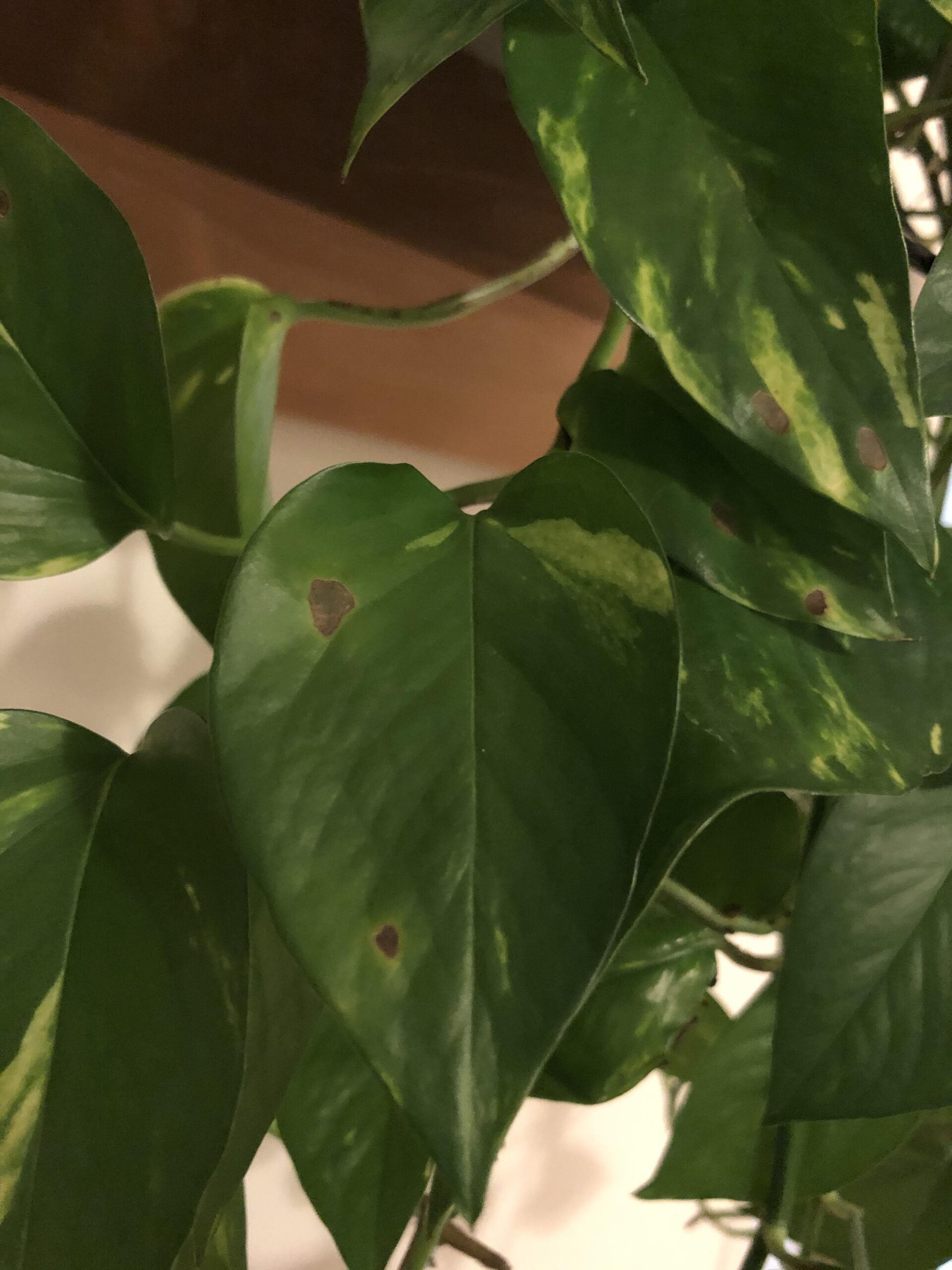 Black Stems on Pothos: Identification & Cure