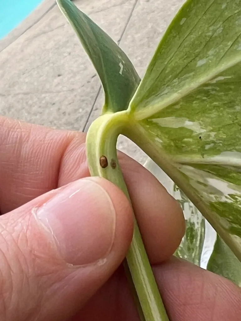 Brown Leaves on Monstera: Diagnosis and Care