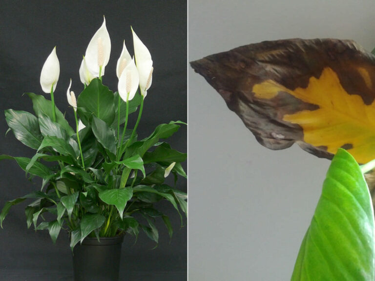 Brown Leaves on Peace Lily: Diagnosis & Care