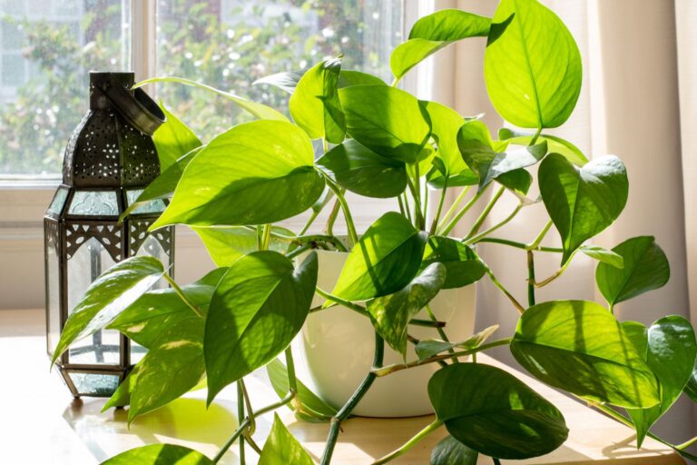 Brown Spots on Pothos Leaves: Causes & Fixes