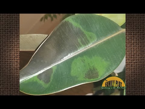 Brown Spots on Rubber Plant Leaves: Diagnosis