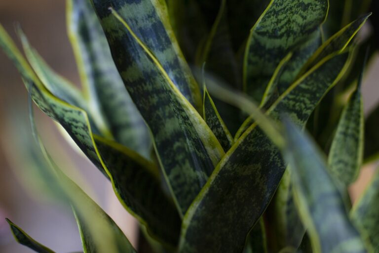 Brown Spots on Snake Plant: Causes & Treatment