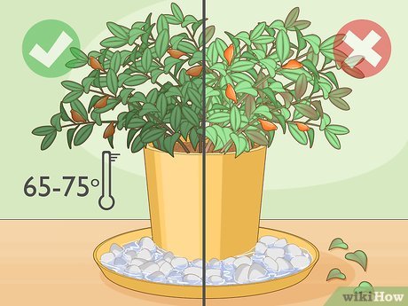 Brown Stems on Goldfish Plant: Solutions