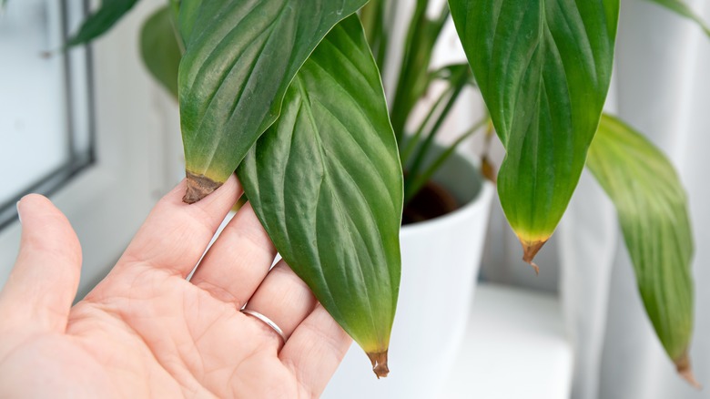 Brown Tips on Peace Lily Leaves: Causes & Care