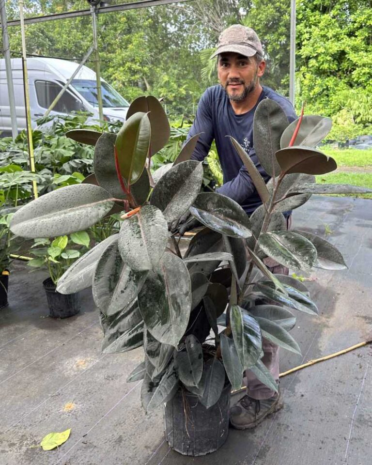 Burgundy Rubber Tree Care: Essential Tips