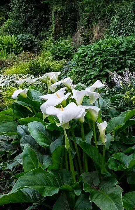 Calla Lily Growing Zones: Where They Thrive