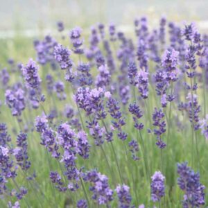 Can a Lavender Plant Be a Privacy Screen? Tips & Ideas