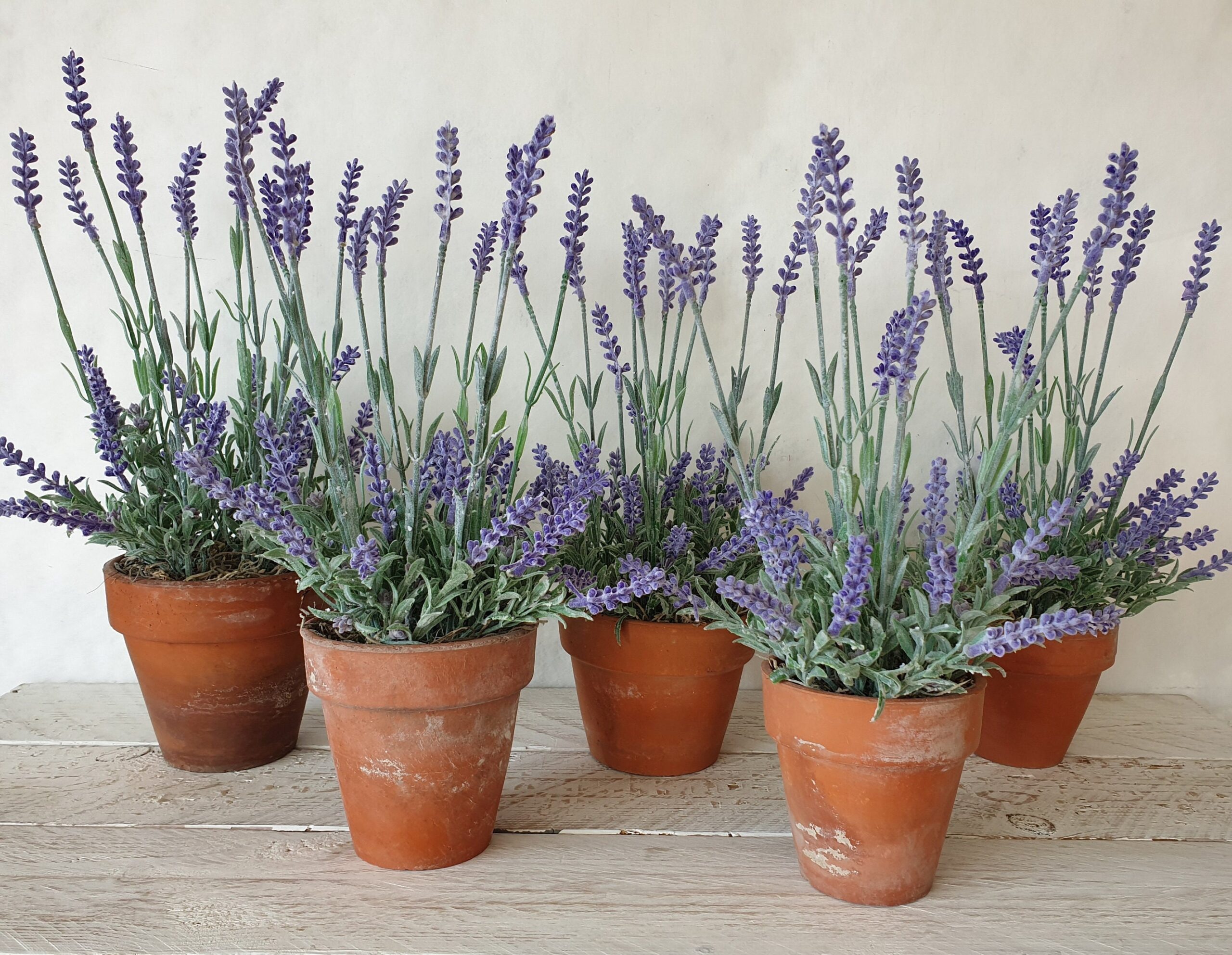 Can Lavender Plants Be Grown Indoors? Complete Guide