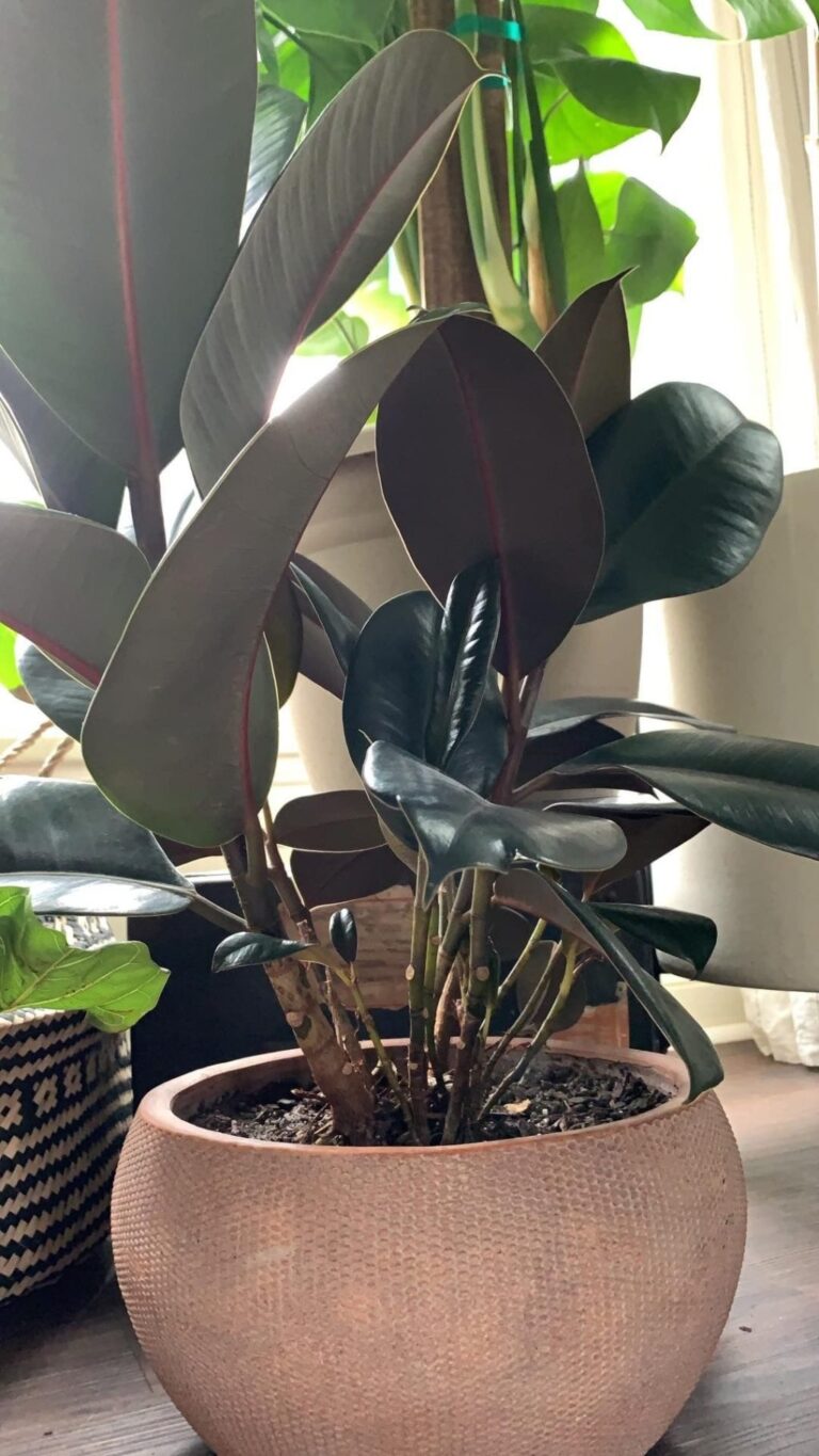 Can Rubber Plants Thrive in Low Light?