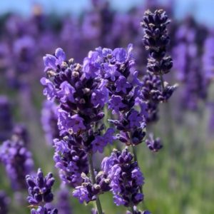 Can You Eat Lavender Plant? Safe Usage Guide