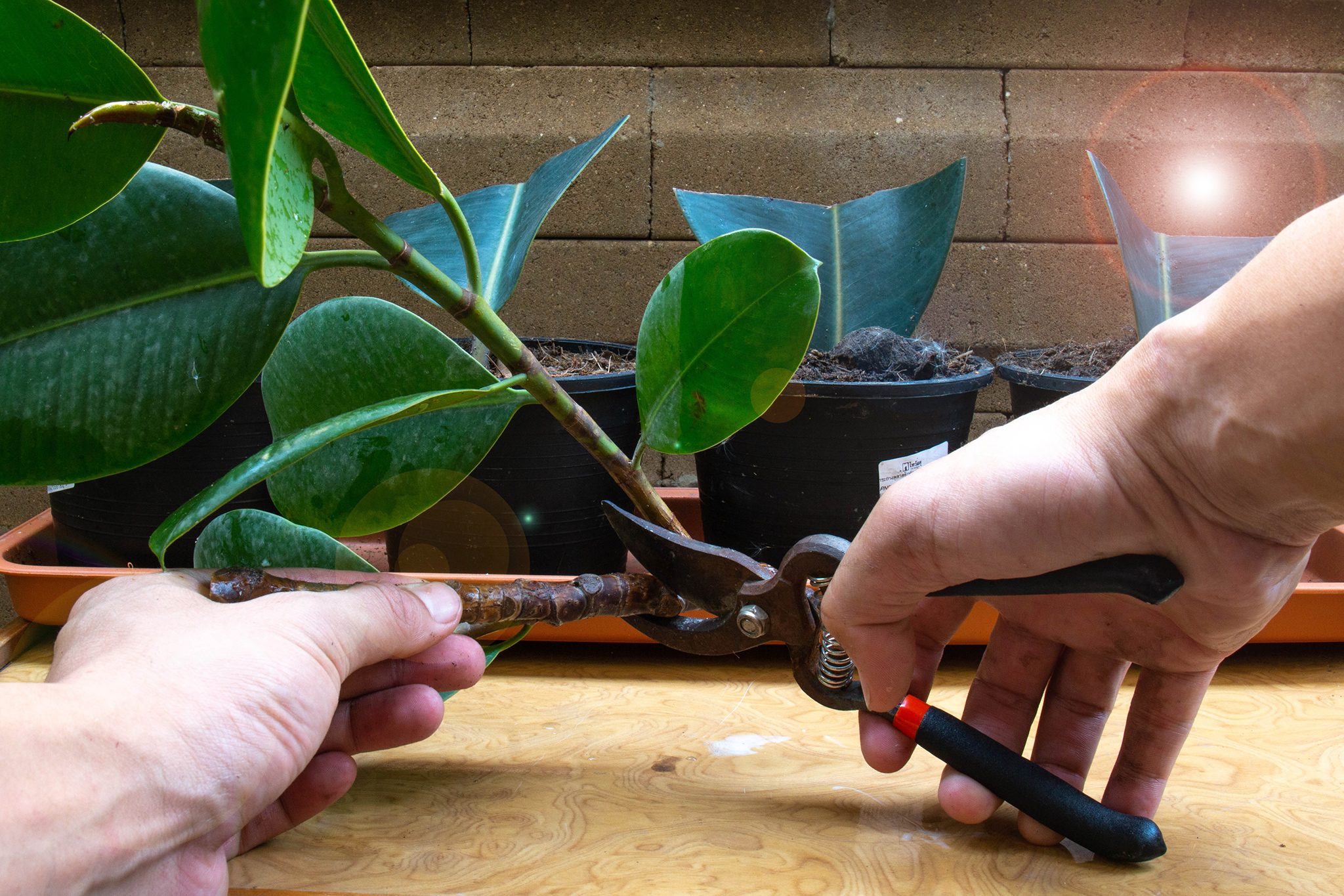 Can You Grow a Rubber Plant in Water?