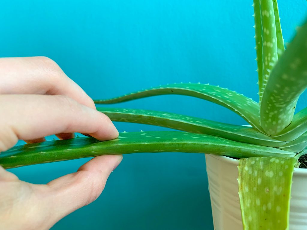 Can You Grow Aloe Vera Plants in Water?