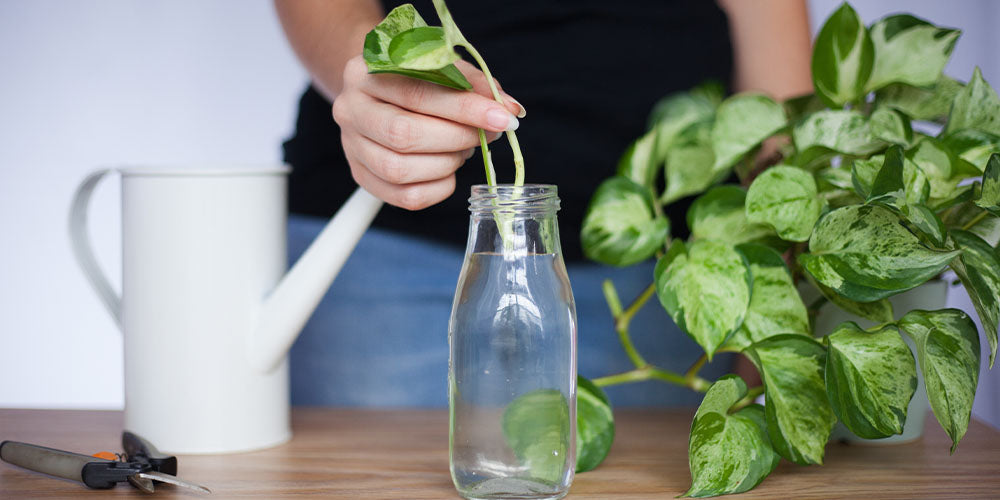 Caring for Pothos in Water: A Simple Guide