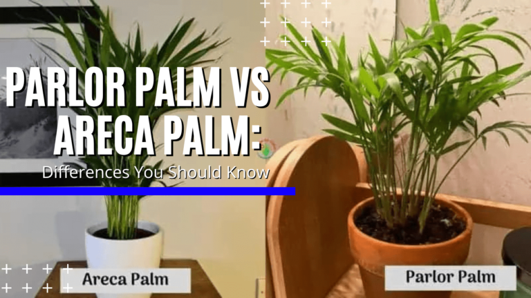 Caring For Your Parlor Palm: Fix Brown Spots Quickly!