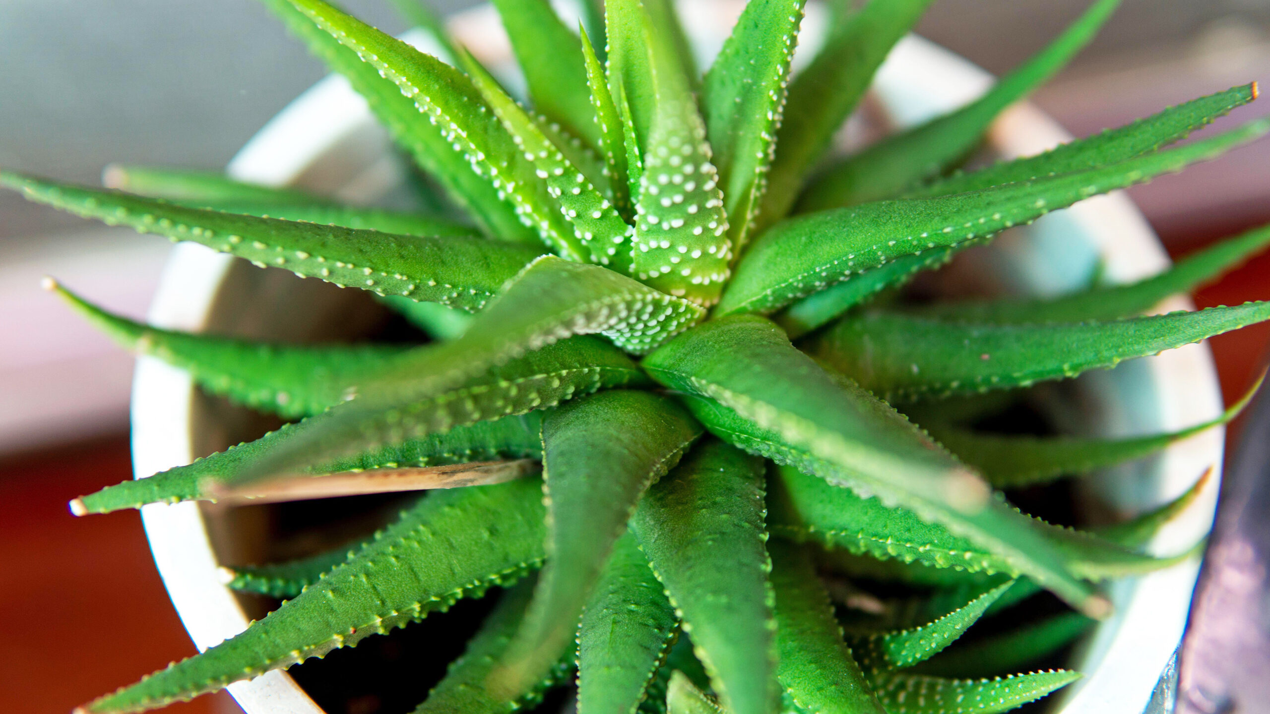 Causes of Bending Leaves in Aloe Vera Plants