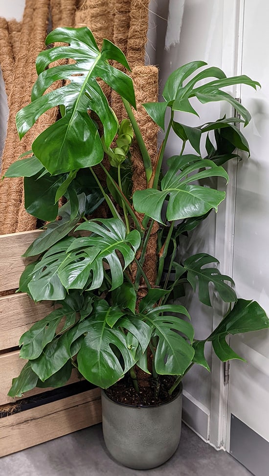 Choosing the Right Pot for Your Monstera